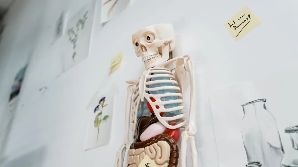 Model anatomiczny tułowia człowieka