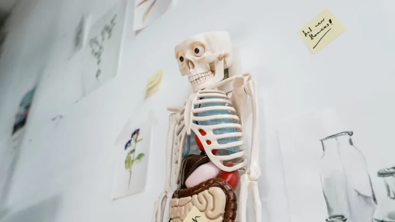 Model anatomiczny tułowia człowieka