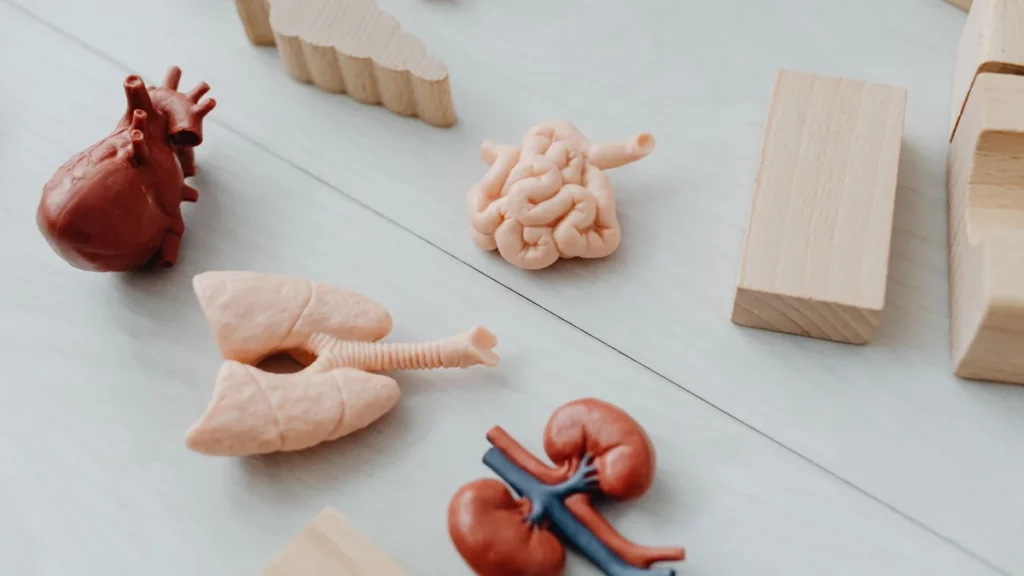 Modele anatomiczne narządów wewnętrznych